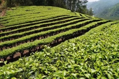 那么美的普洱茶山，千萬(wàn)別讓開發(fā)熱潮給毀了